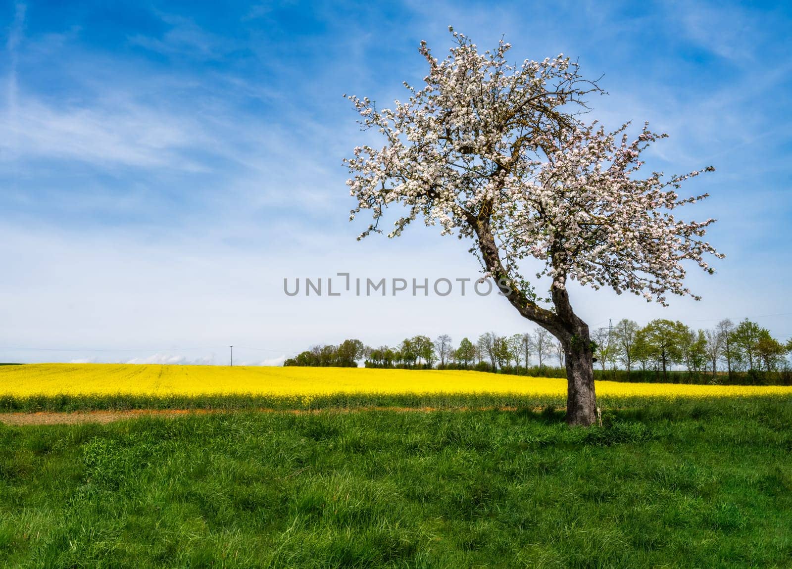 Spring scenic with a flowering tree seen in Bavaria
