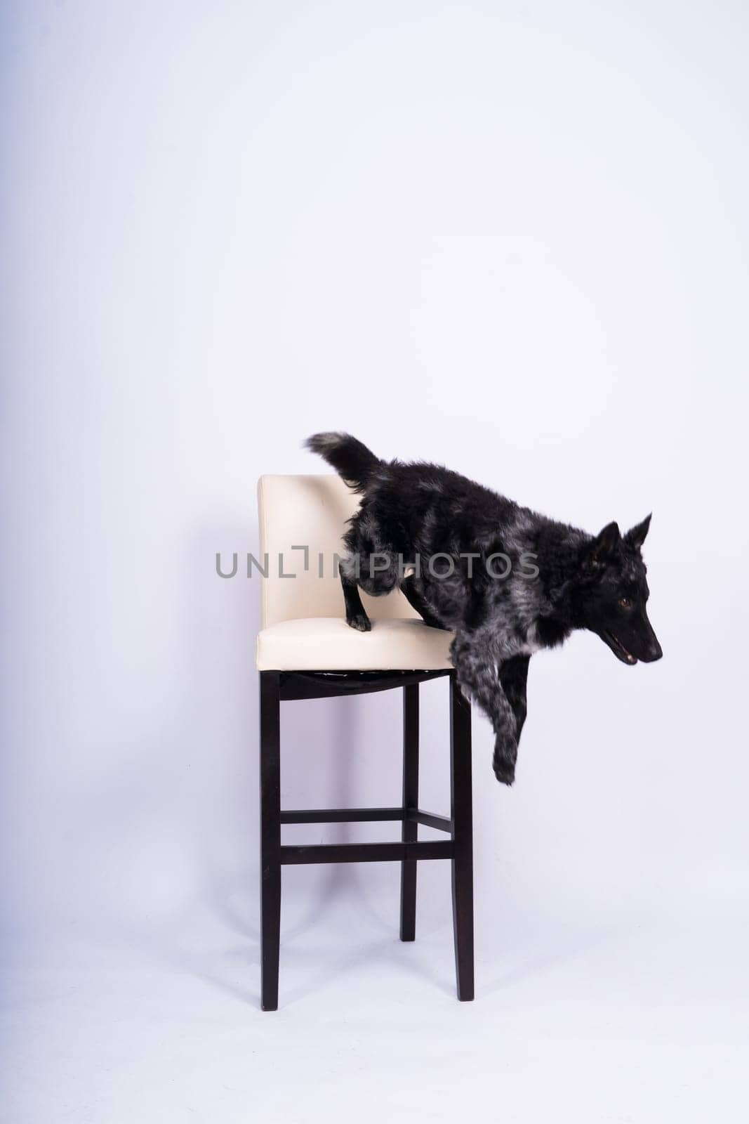 Black White Dog on back brick wall, mudi, a studio shot