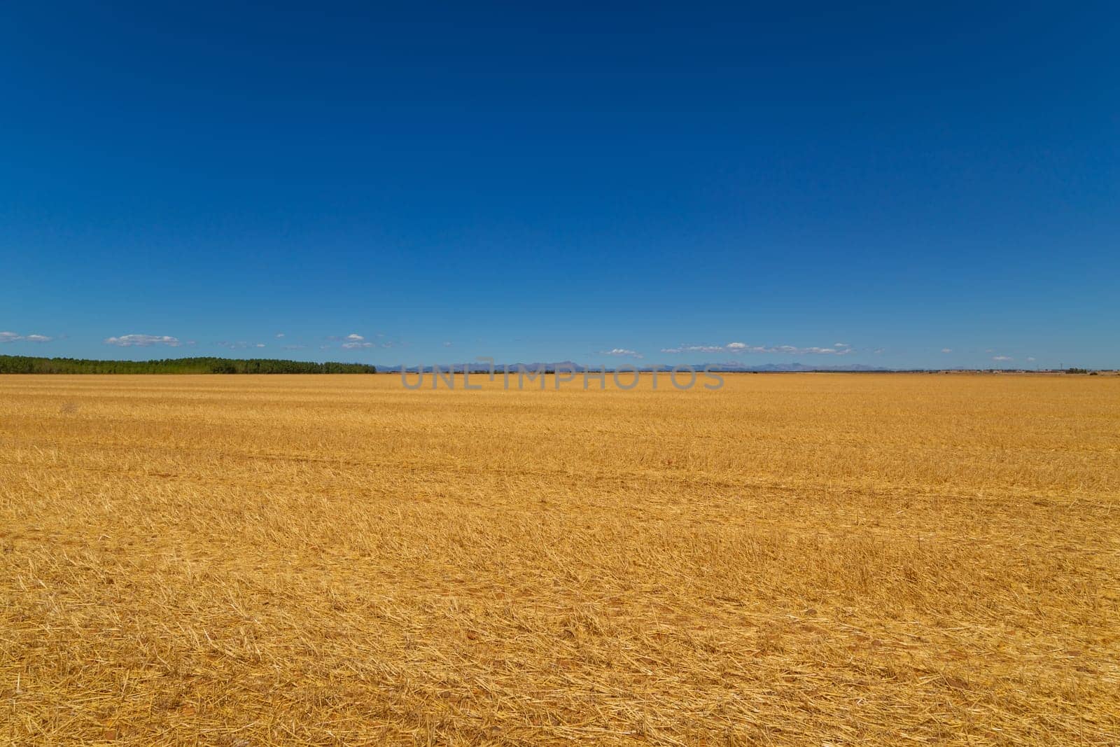 view of a crop field in the north of Spain