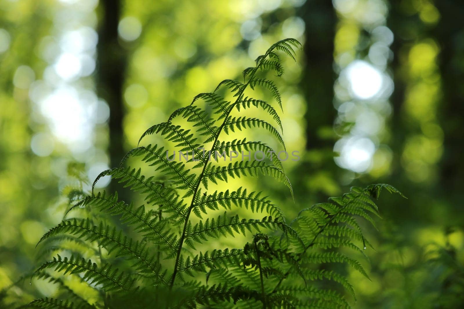 Close-up of fern in the forest on a sunny spring morning