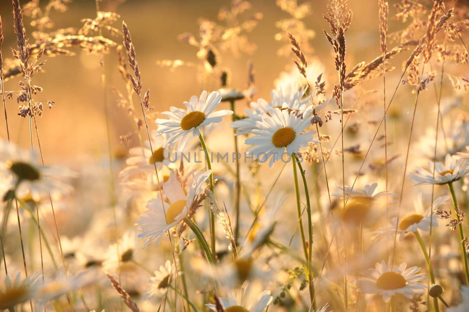 Daisies on a spring meadow during sunset