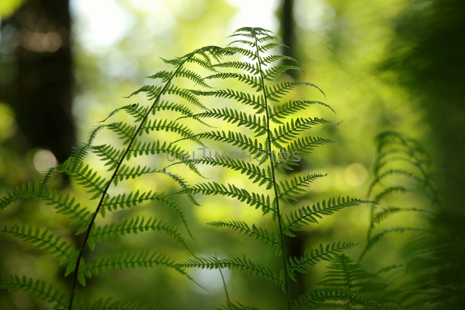 Close-up of fern in the forest on a sunny spring morning