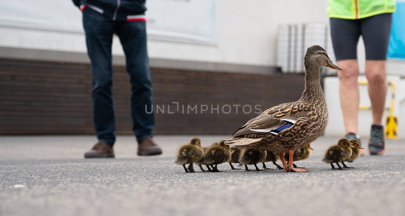 Duck family walking on a city road with cars, people trying to rescue birds from traffic, mother with ducklings, urban wildlife