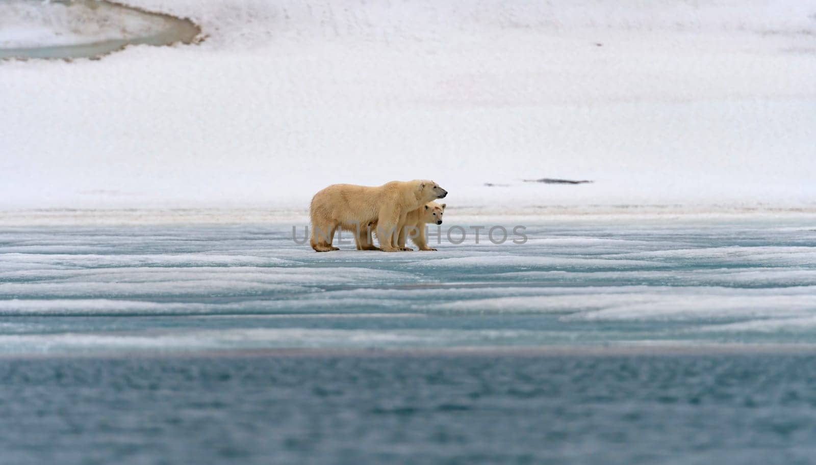 Polar Bear Mom and Cub Huddling on the Ice in the Svalbard Islands