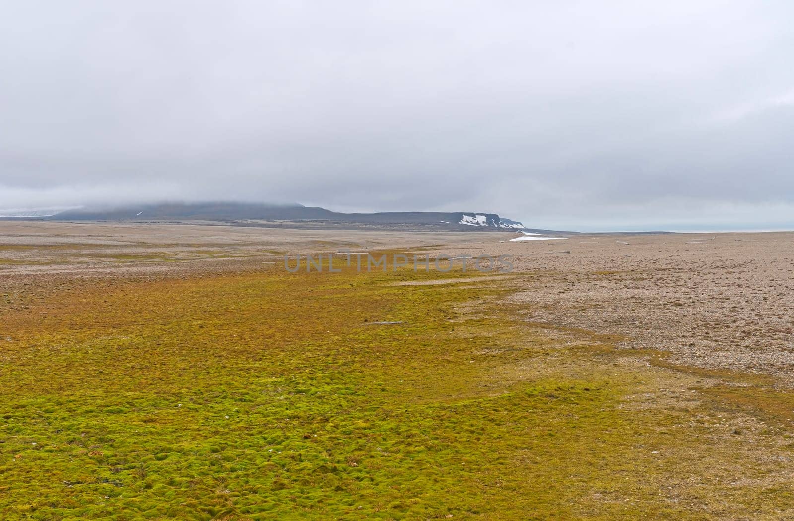 Sparce Life on the Barren Tundra in the HIgh Arctic on Torellneset, Nordaustlandet in the Svalbard Islands