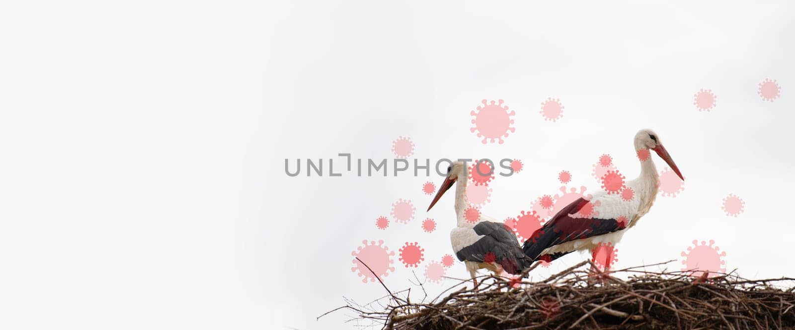Bird flu virus outbreak, Avian influenza, infectious disease spreading to mammals and humans, sick storks