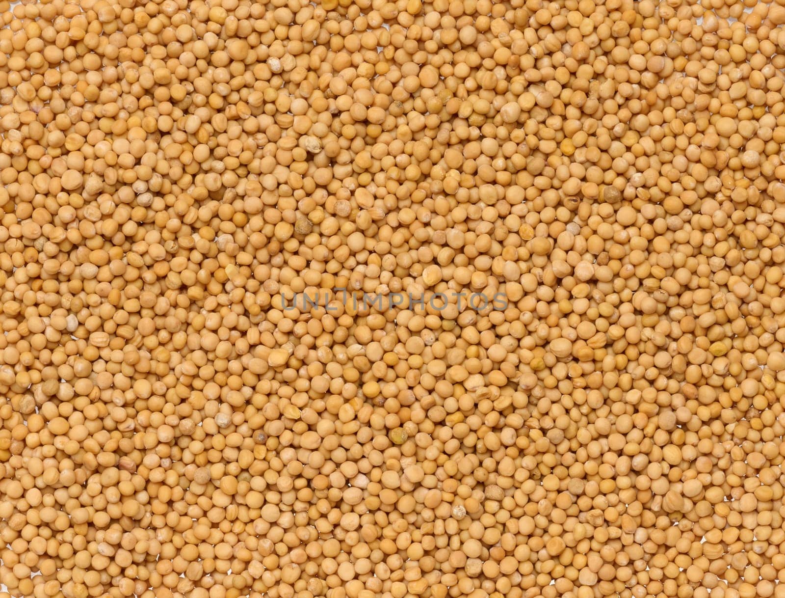 Mustard seeds, full frame. Close up