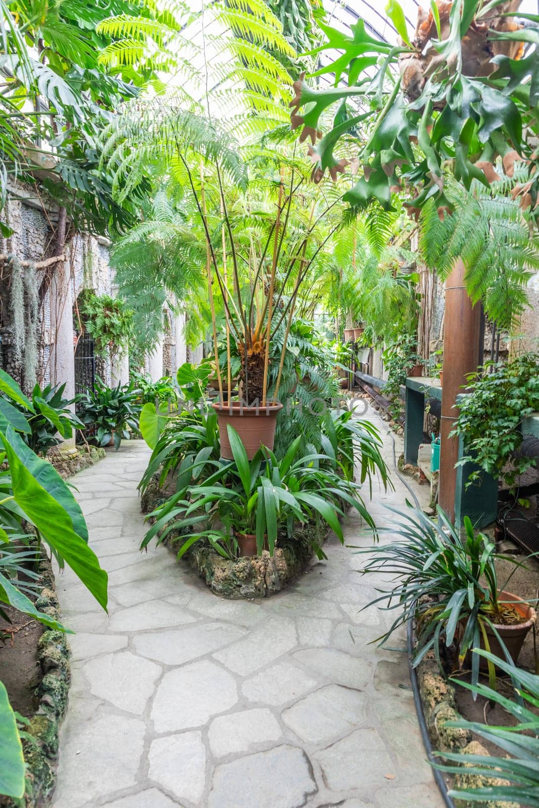 Greenhouse interior with plant and flower cultivation. Green gardening, nobody