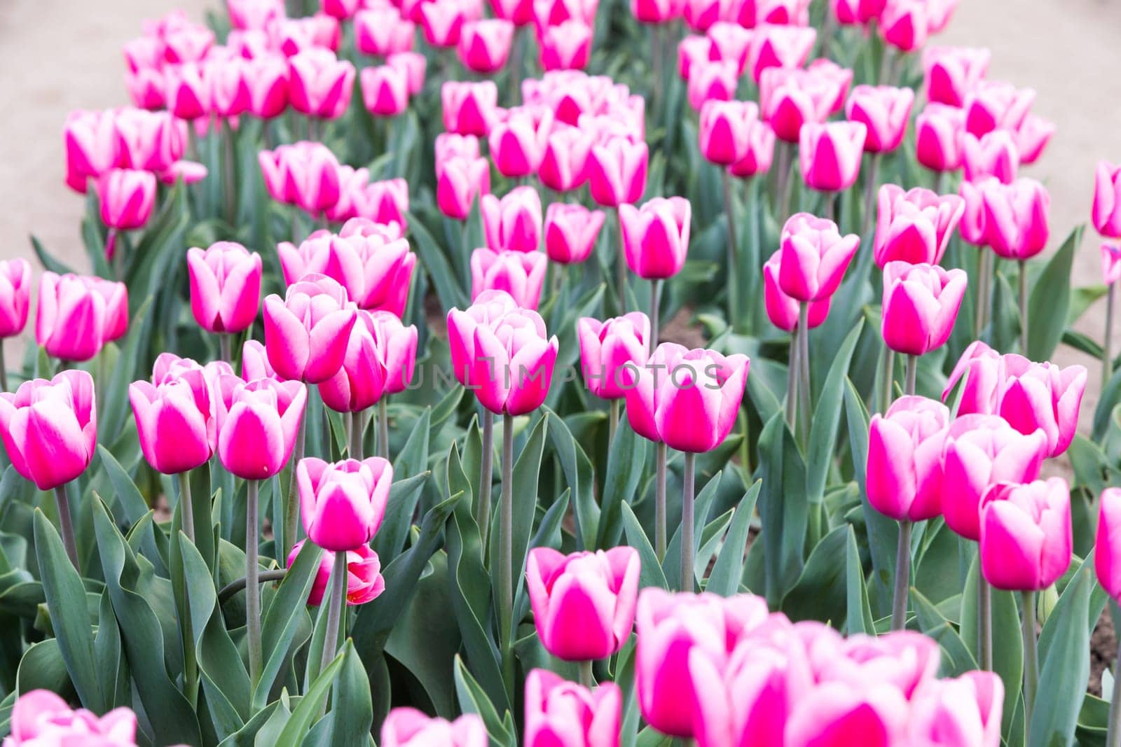 Blooming tulips field in Holland, springtime - beautiful multicolored background, sunlight