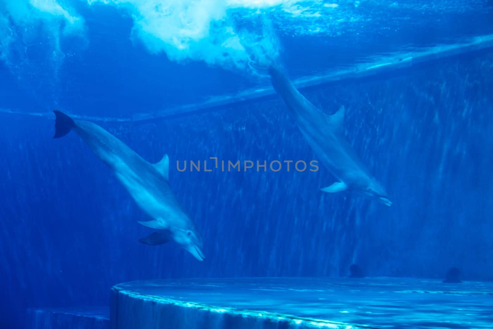 Dolphins couple swimming in aquarium. Blue light, underwater picure