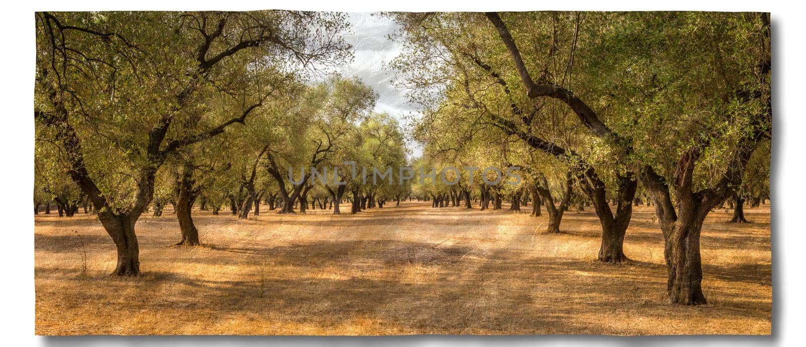 Creative picture of olive tree. Vintage design, natural background, nobody
