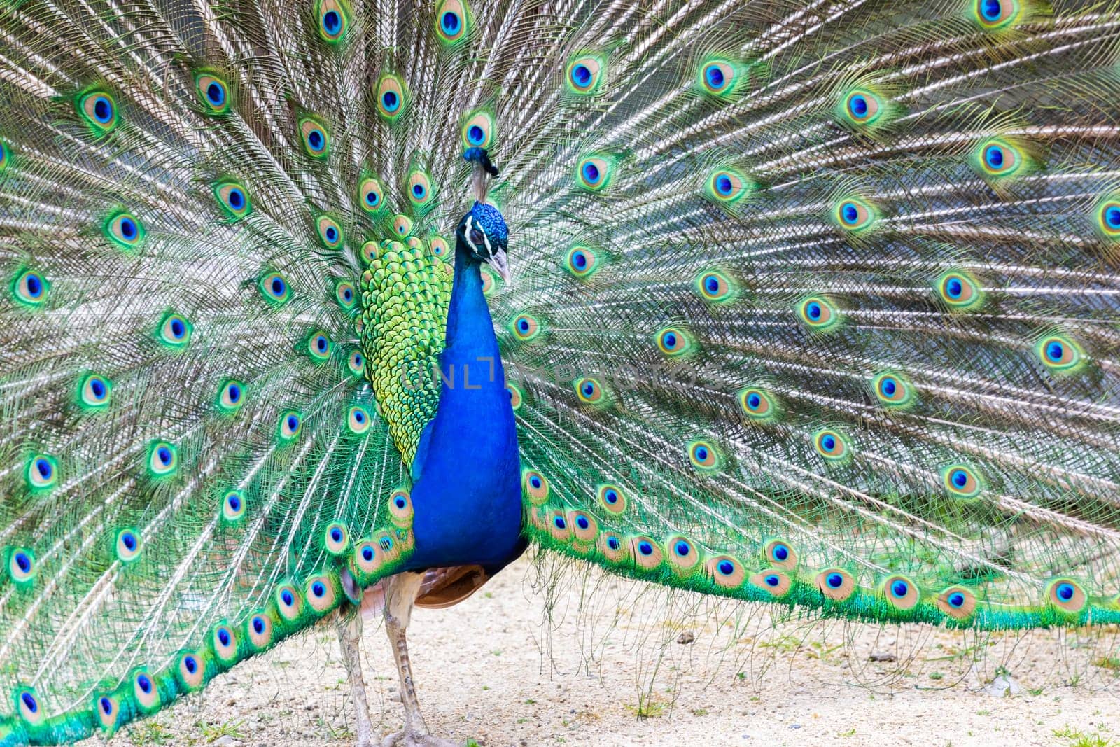 Peacock portrait - Beautiful colourful peackock feather, nobody, isolated.