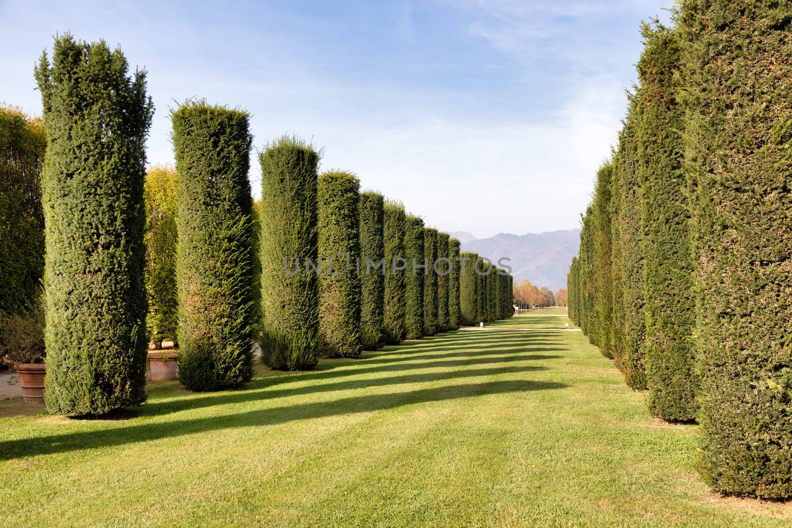 Trees perspective, green grass and blue sky. Sunlight, nobody, natural environment