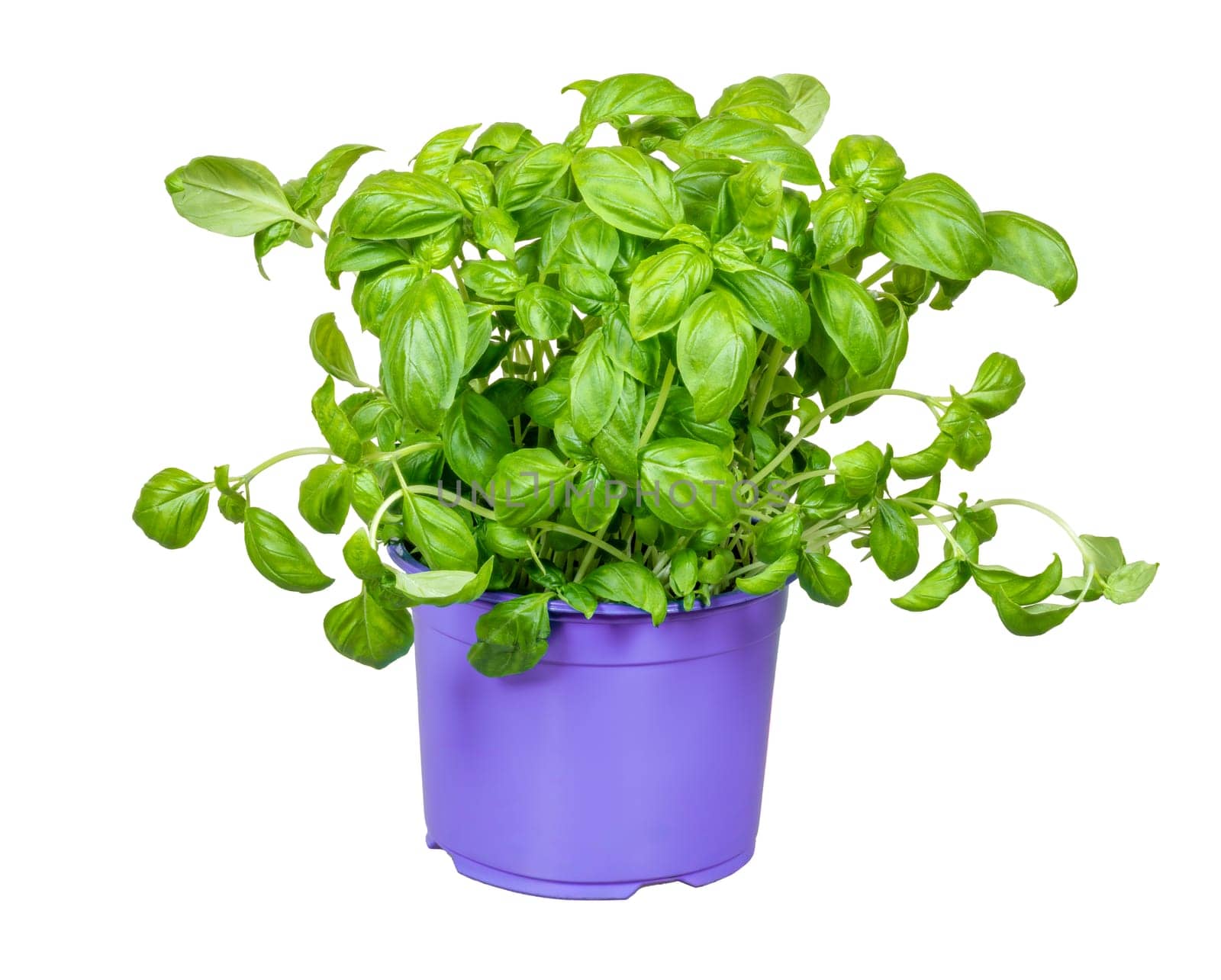 Isolated fresh basil plant in a flower pot