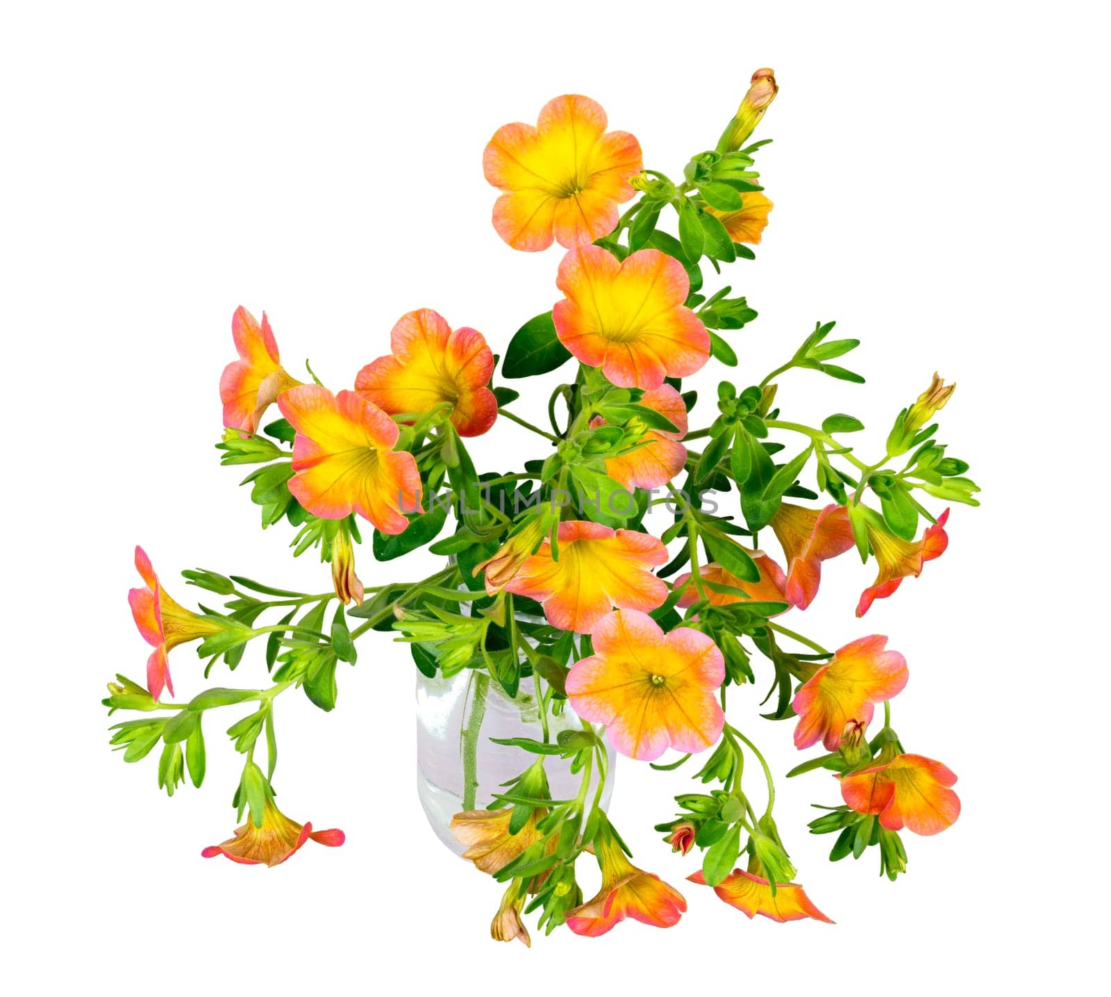 Closeup of isolated orane calibrachoa flowers