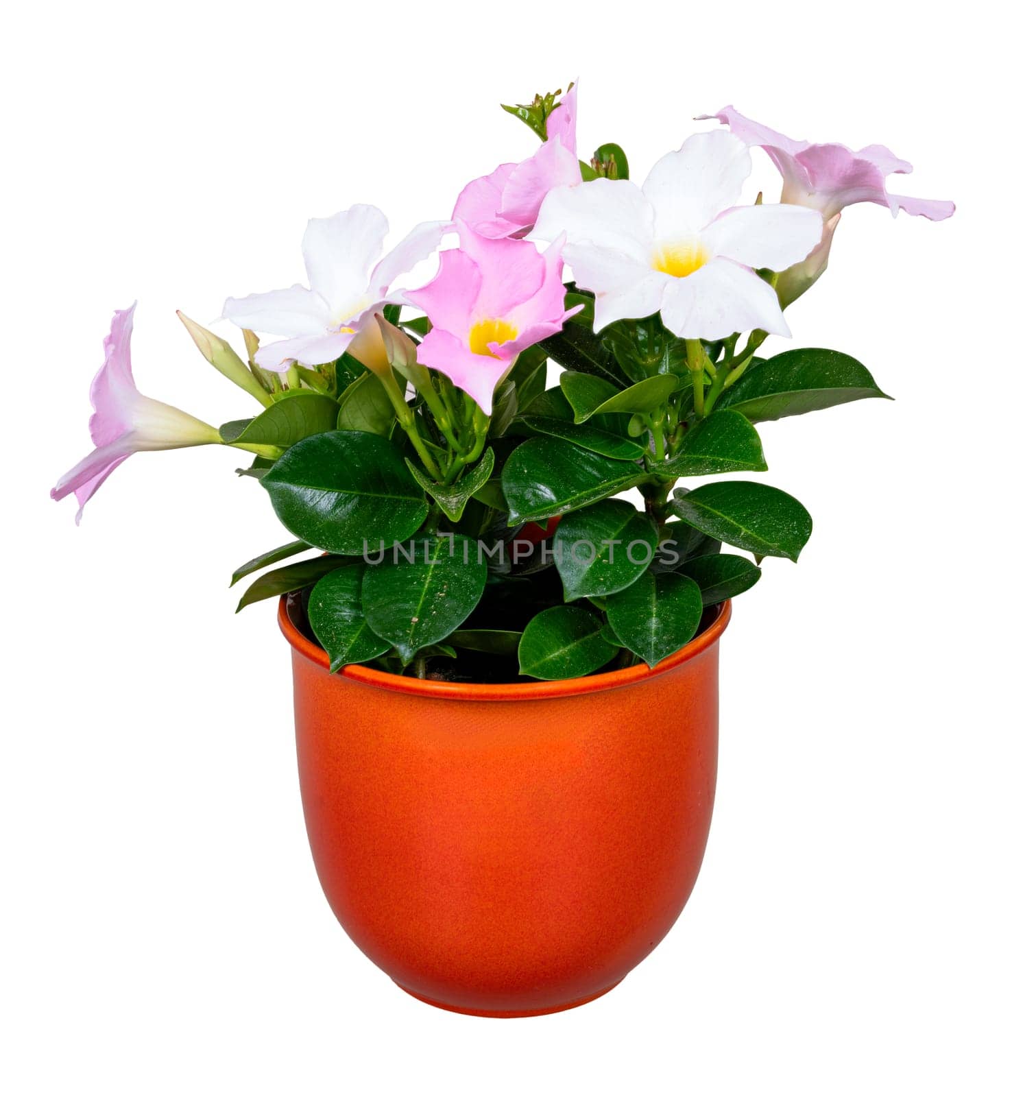 Closeup of an isolated potted pink petunai flower