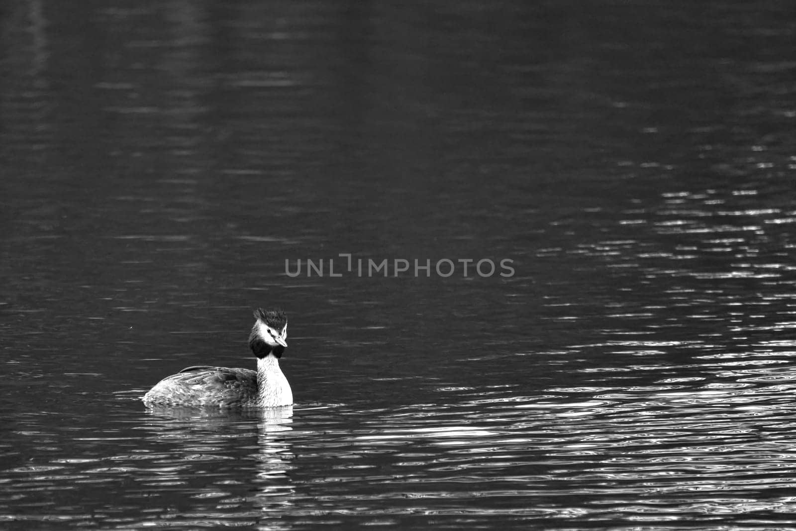 Great crested grebe swimming on a lake with light waves and light from the side in black and white. Wild animal in nature
