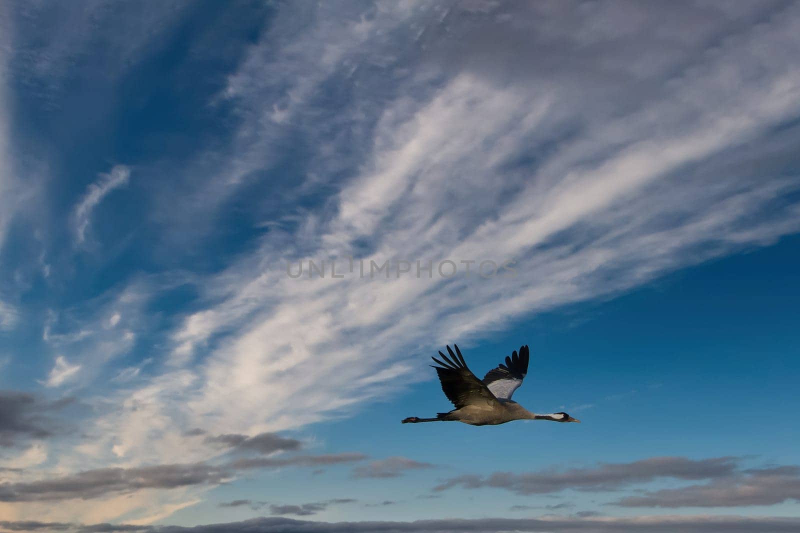 Cranes fly in the cloudy sky. Migratory birds on the Darss. Wildlife photo from nature in Germany