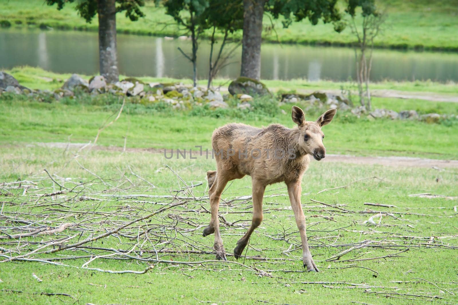 Moose baby in motion on a meadow. Young animal from the forest. King of the forest. Scandinavia