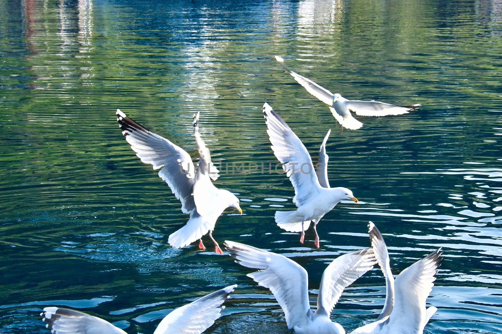 Seagulls in the crystal clear water of the Norwegian Fjord. Drops of water ripple in the dynamic movement of the seabird. Animal photo from Scandinavia
