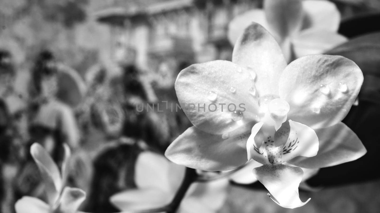 Orchid with dewdrops on the petals. Orchid stem with flowers against a beautiful background. Flower photo of an exotic plant