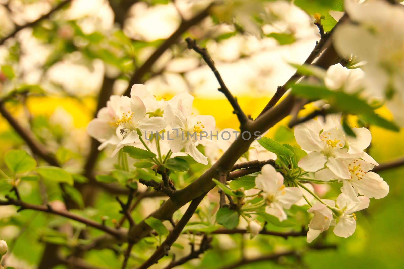 Apple blossoms on the branch of an apple tree. Fruit tree with buds and white-purple petals. Evening mood with warm light. Photo from agriculture