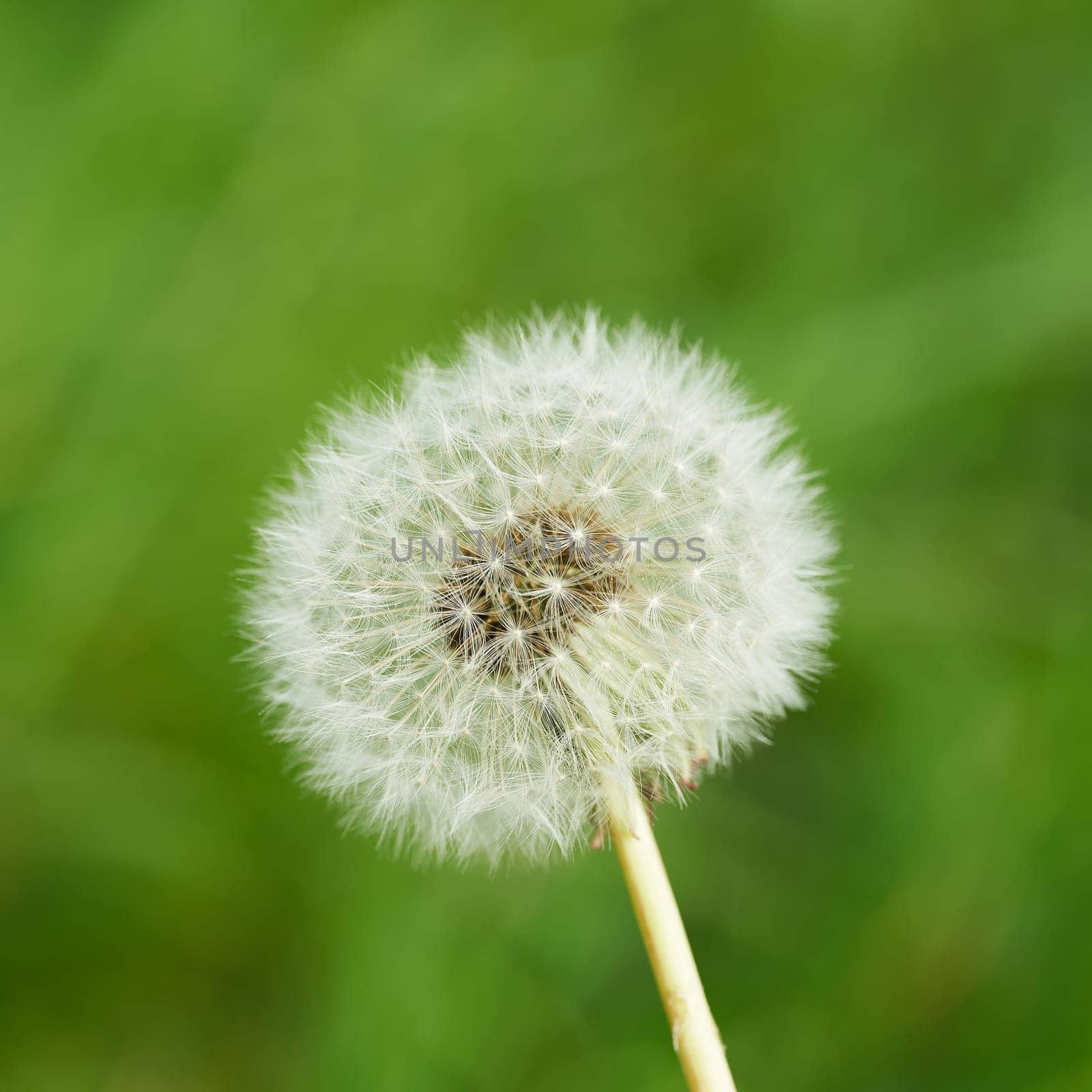 faded dandelion, Taraxacum sect. Ruderalia, on a green meadow in spring