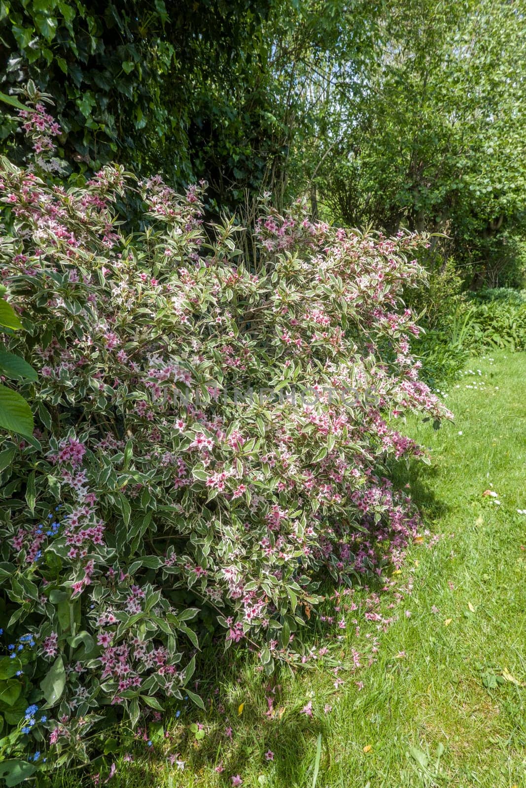 Liebliche Weigelie (Weigela florida) , blühender Strauch  mit panaschierten Blättern