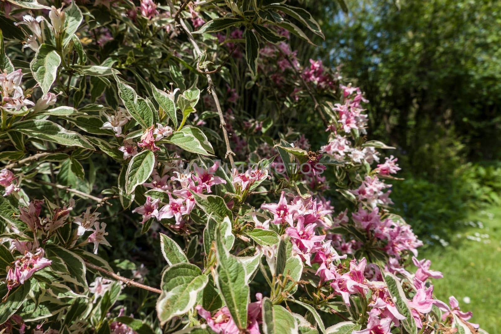 Liebliche Weigelie (Weigela florida) , blühender Strauch  mit panaschierten Blättern