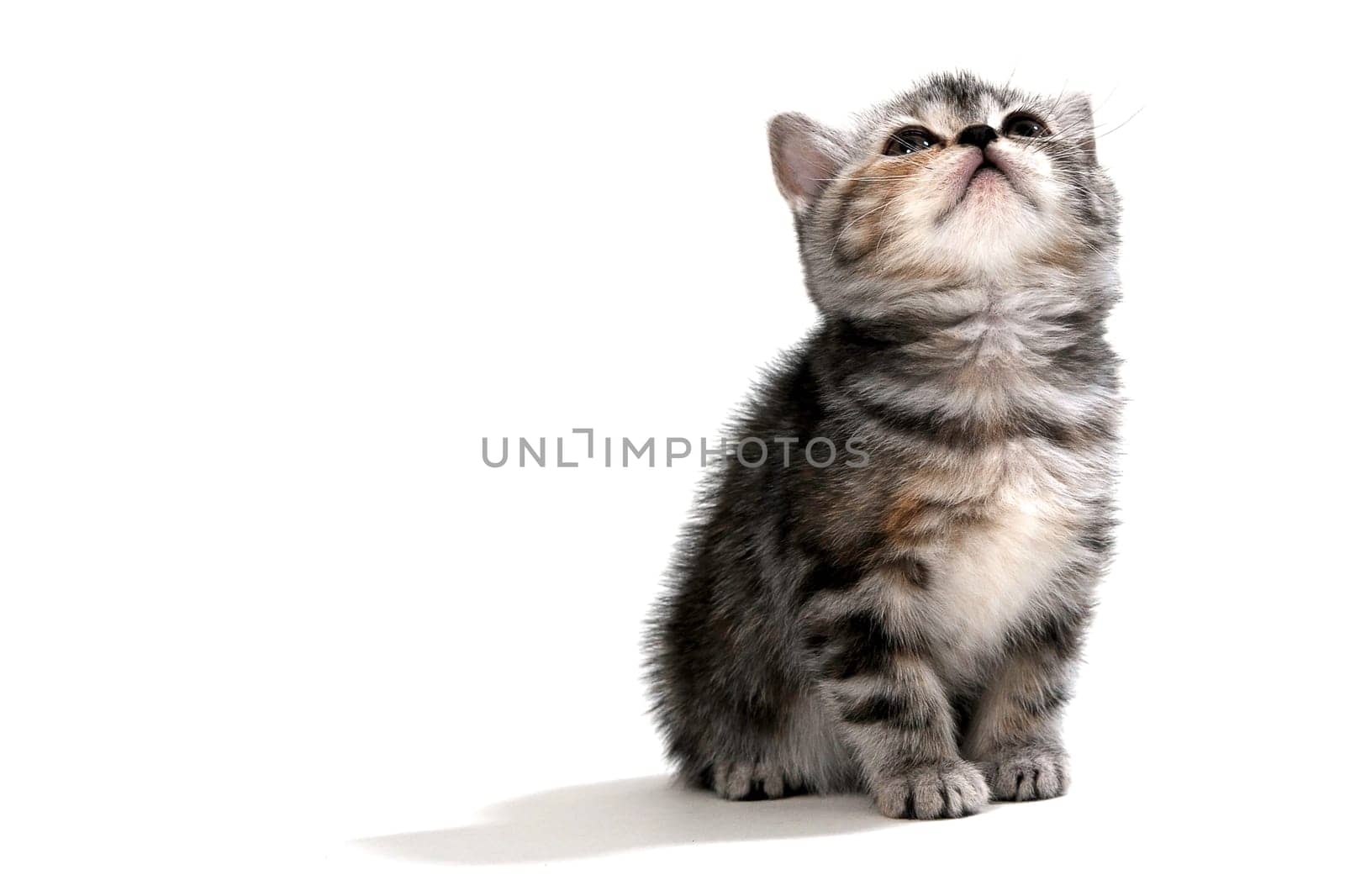 Fluffy purebred gray kitten on a white isolated background. High quality photo