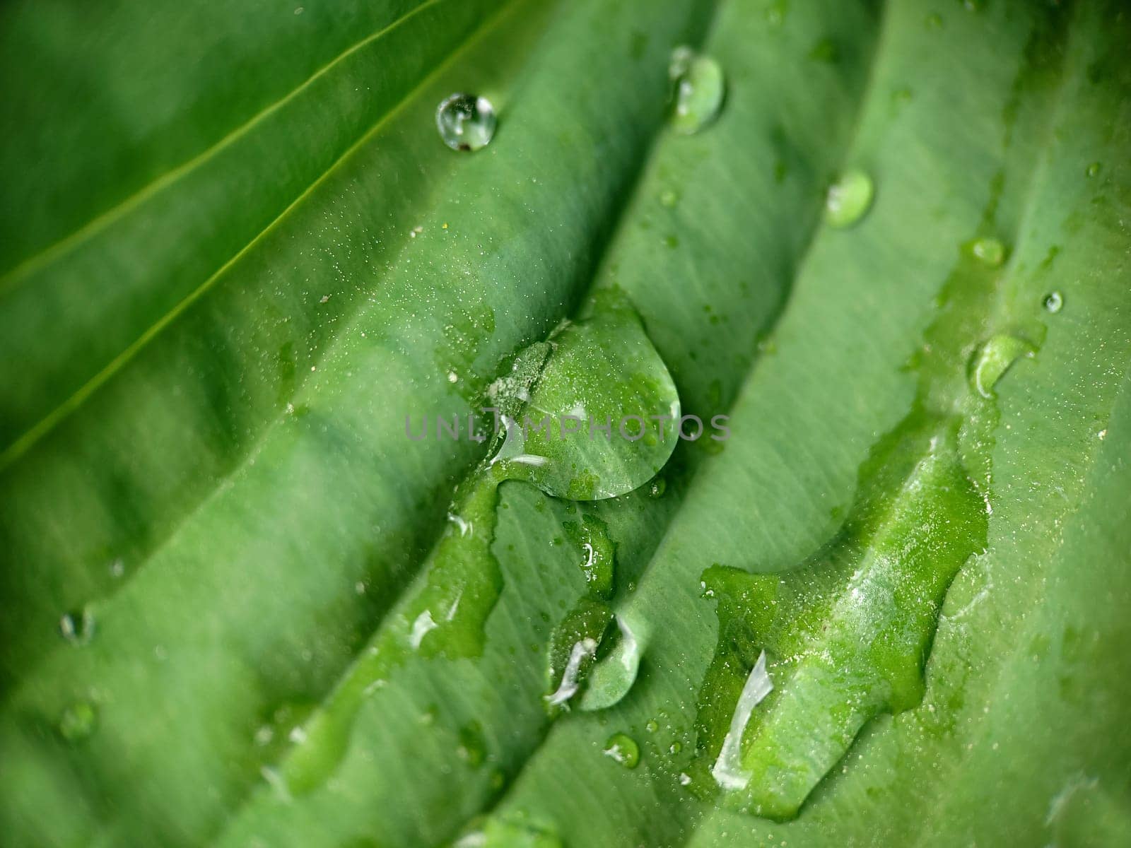 Background texture of raindrops on a green leaf outdoors.Macrophotography.Texture or background.