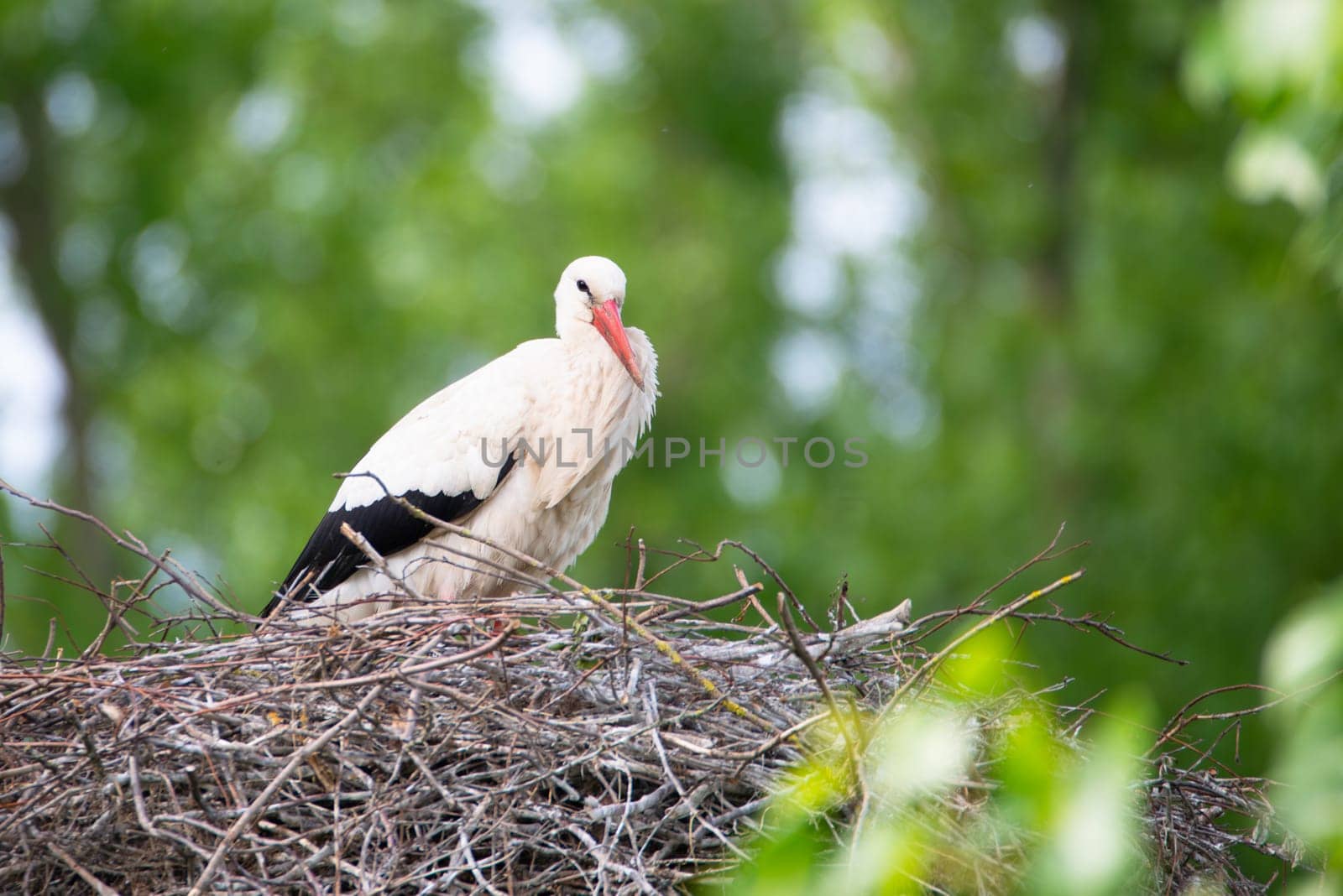 White storks on the nest surrounded by green trees, ciconia in spring, Oberhausen Heidelberg in Germany