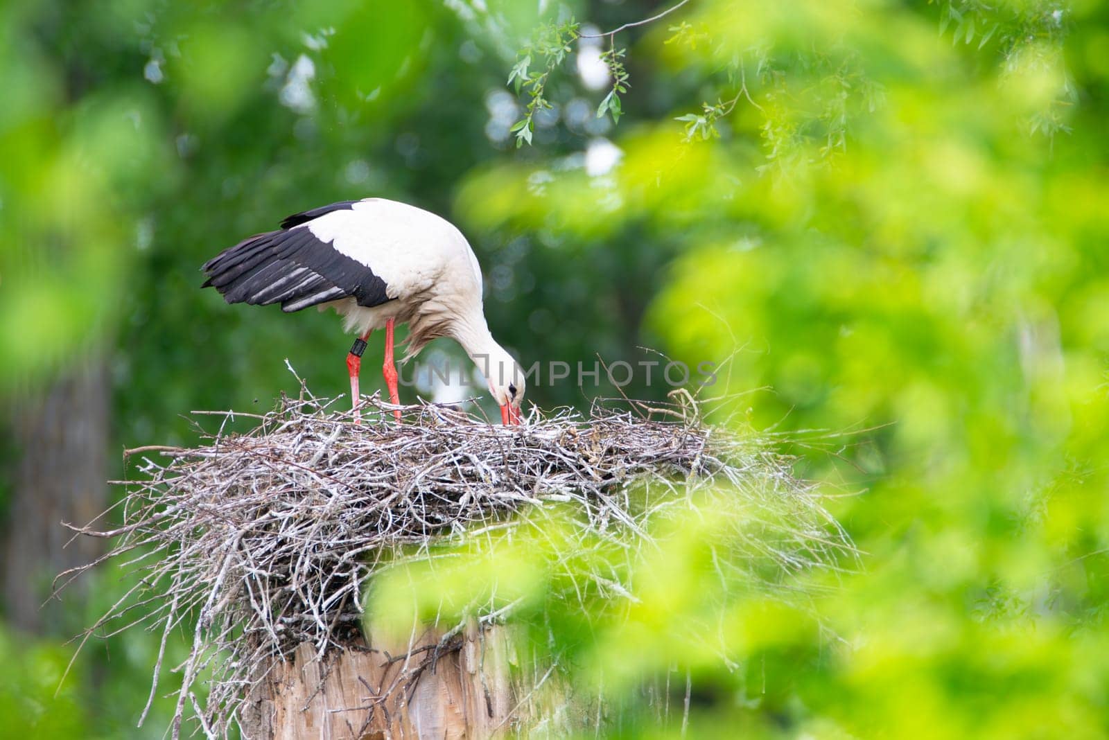White storks on the nest surrounded by green trees, ciconia in spring, Oberhausen Heidelberg in Germany