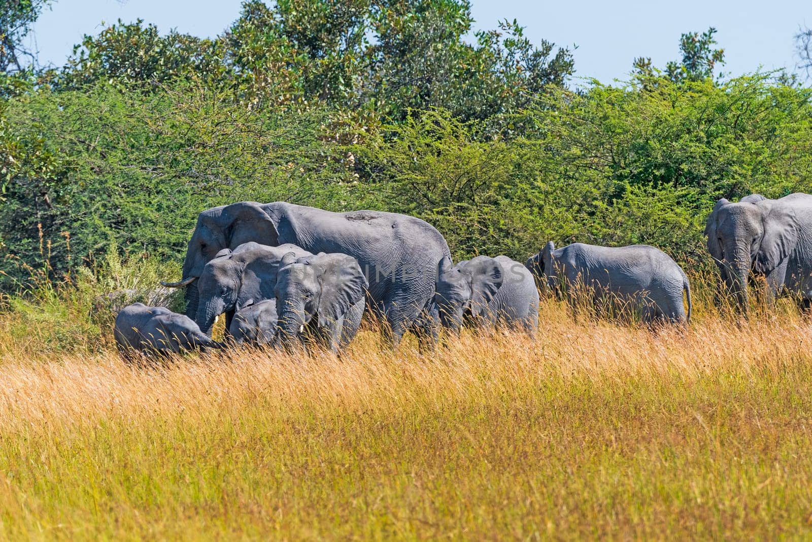 A Family of Elephants Parading Through the Savanna in the Okavango Delta in Botswana