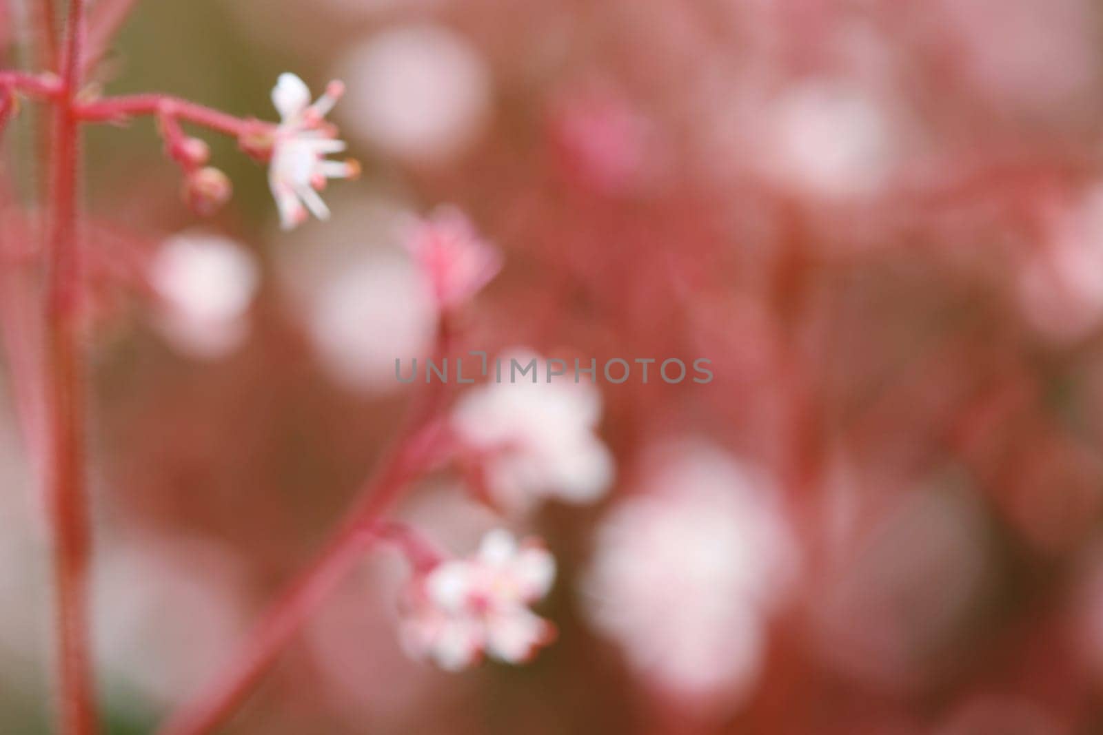 Blurred delicate blossoms in pink and rose