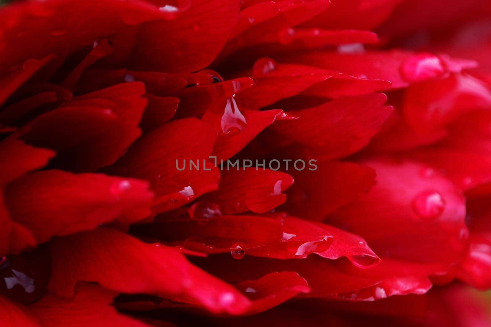 Close-up of the petals of a red peony with raindrops