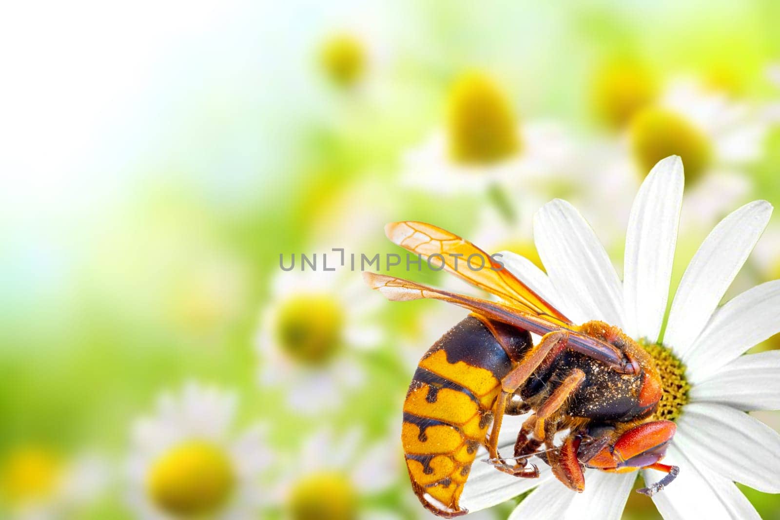 A European Hornet (Vespa crabro) on blossom of flower.