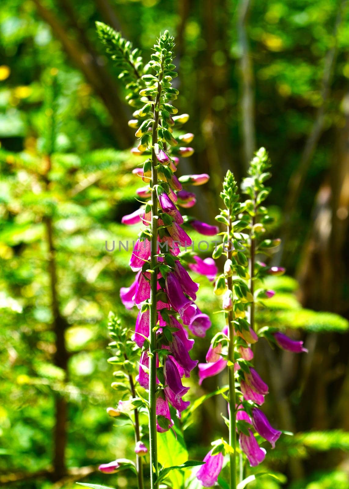 Foxglove Digitalis purpurea in the garden