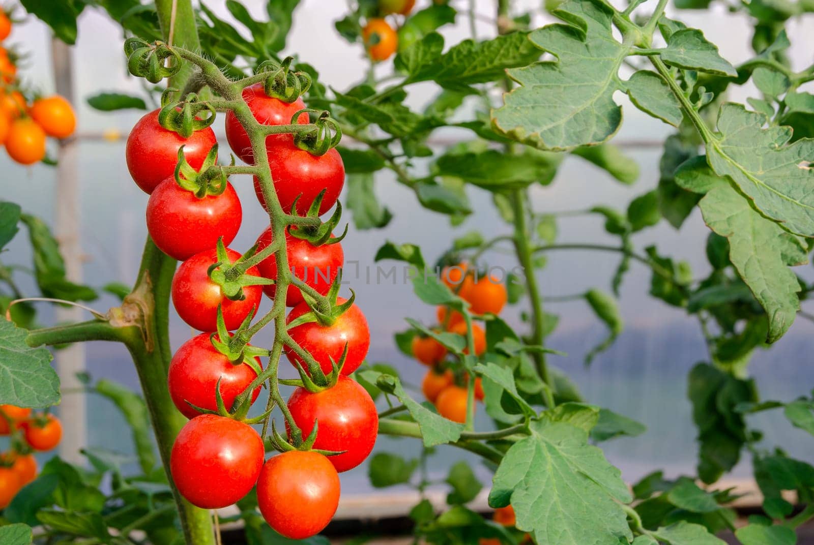 Close up of red ripe cherry tomatoes on the plant in greenhouse organic garden
