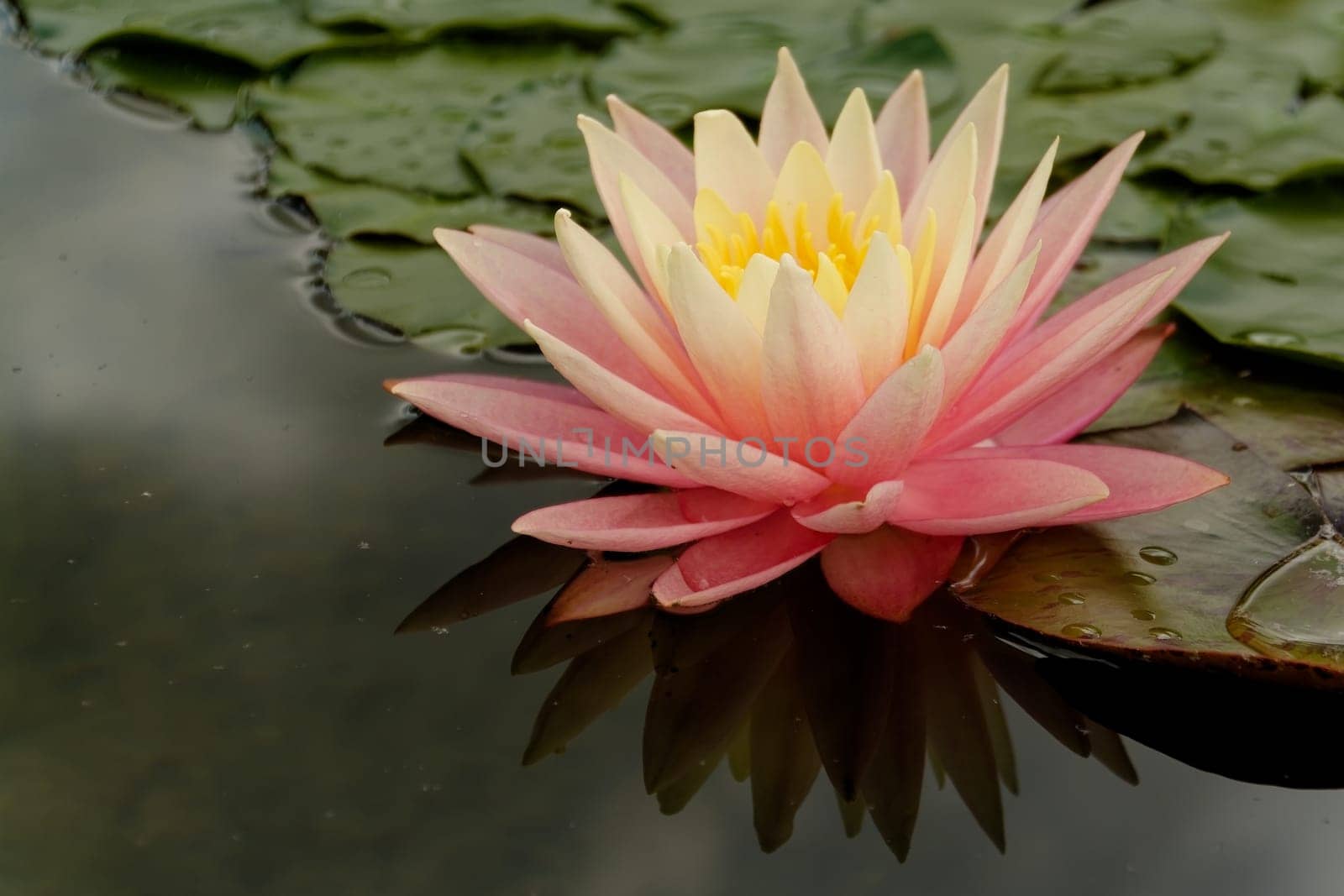 Seerose