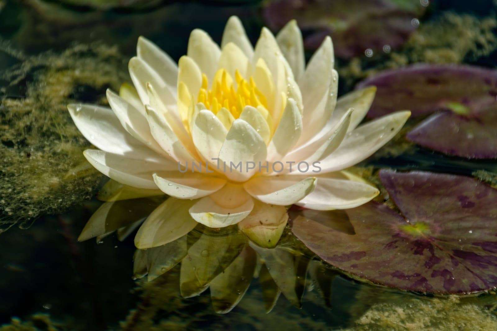 Seerose
