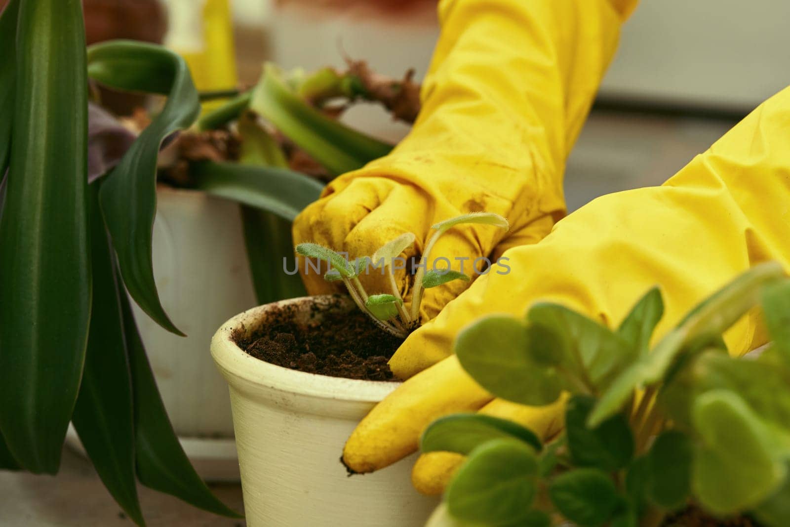 close-up, gardeners hand in yellow gloves planting flowers in pot. woman taking care of home plants. Home gardening