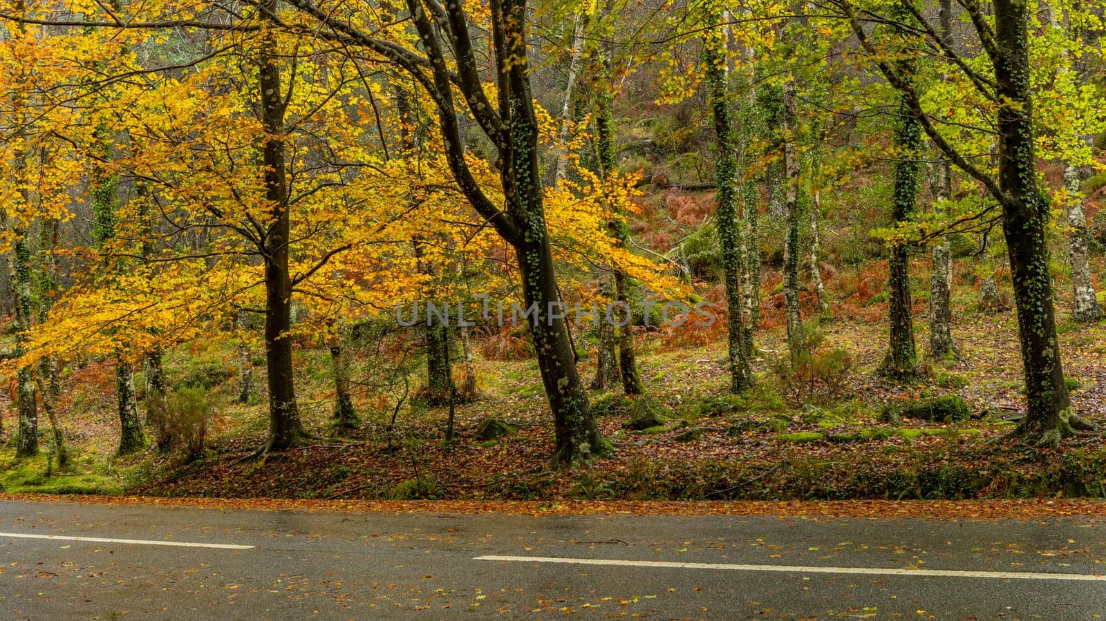 Autumn landscape at Geres National Park, Portugal