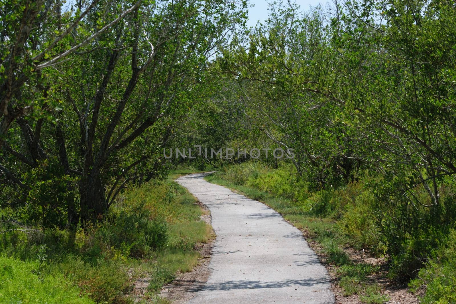 A narrow concrete path winding through a dense forest with lush green trees and bushes on both sides.