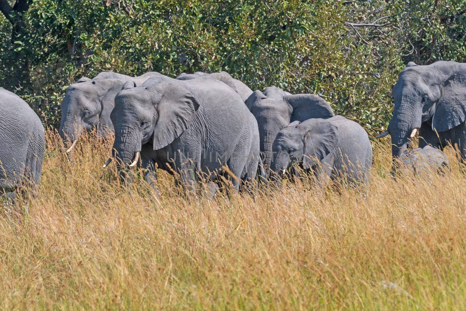 Elephant Family in the Grasses of the Okavango Delta in Botswana