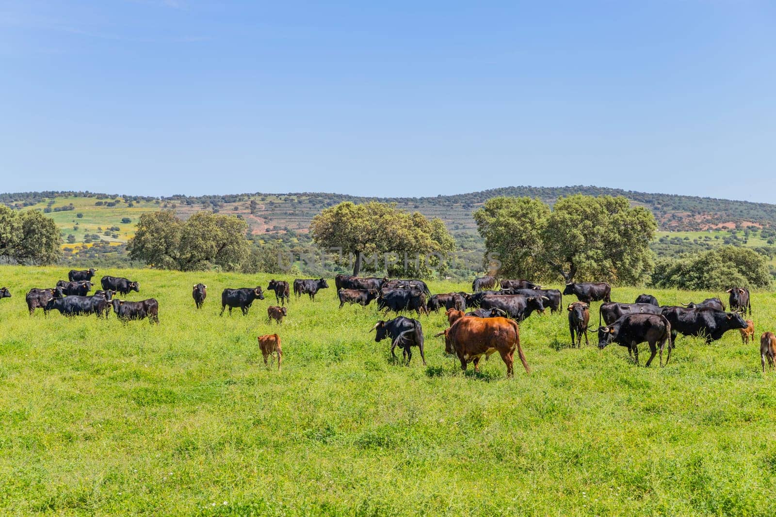 Black bulls in a bull farm (for bullfights) near Granada, Andalucia, Spain