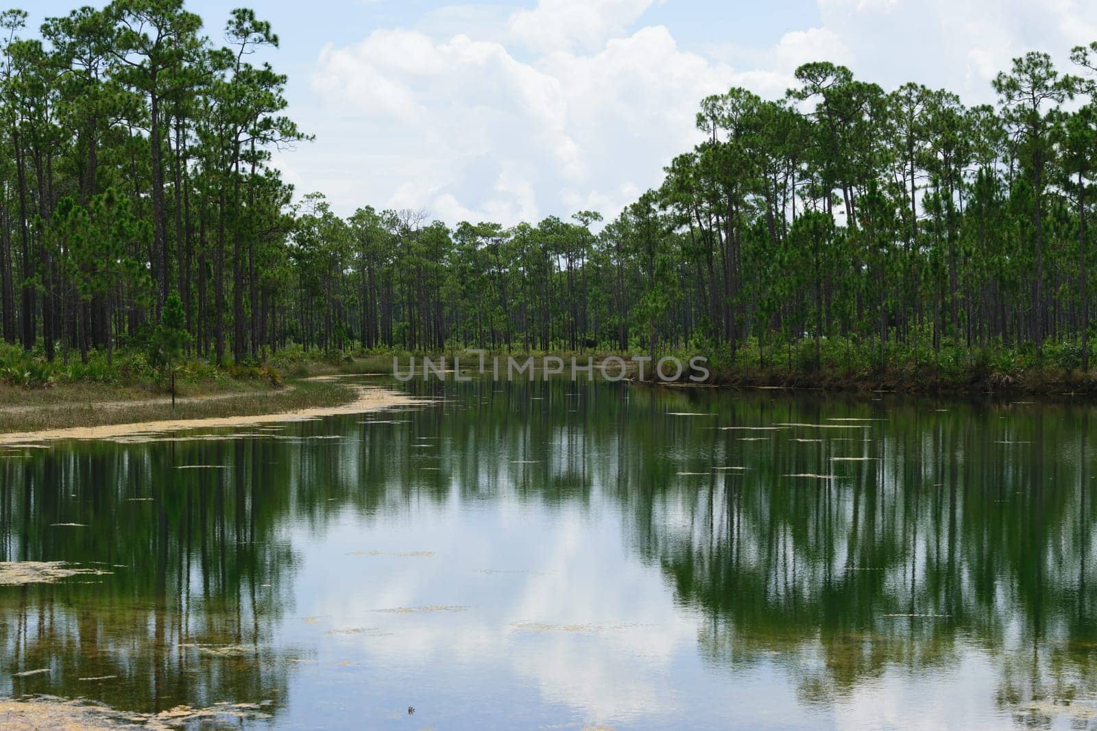 A serene lake surrounded by tall pine trees with their reflections visible in the calm water. The sky is partly cloudy.