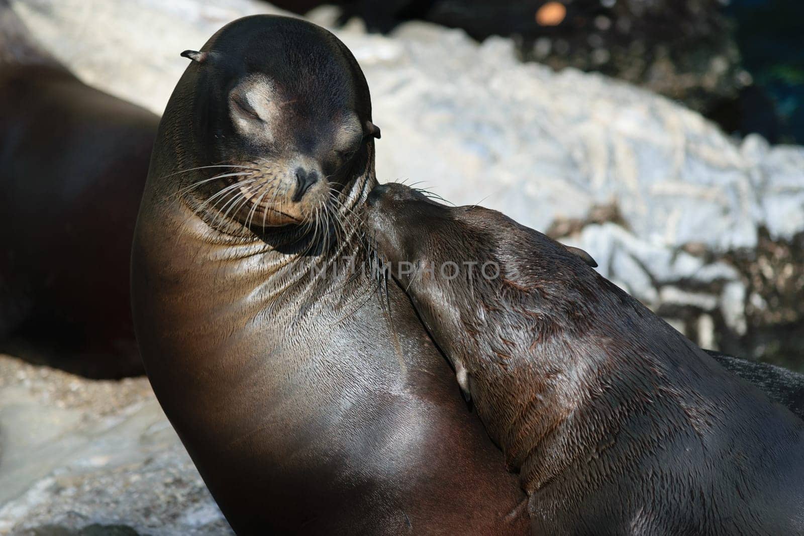 Two sea lions interacting closely, one appearing to nuzzle the other. They are on a rocky surface with water in the background.