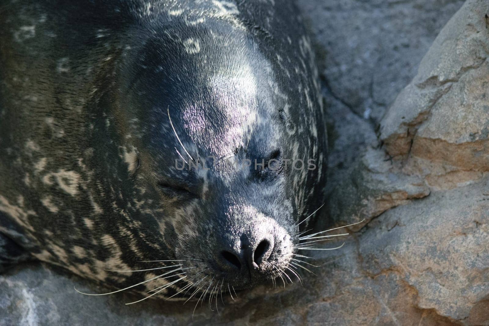 Close-up of a seal resting on a rocky surface with its eyes closed.