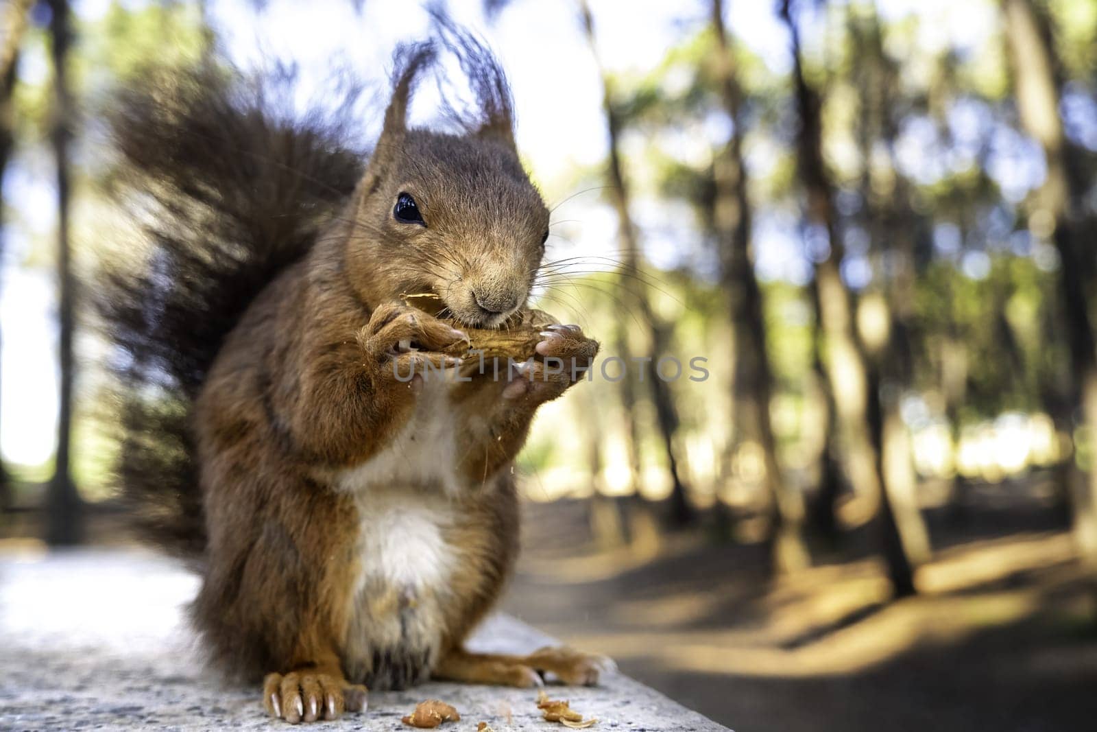 Detail of wild mammal animal eating in nature